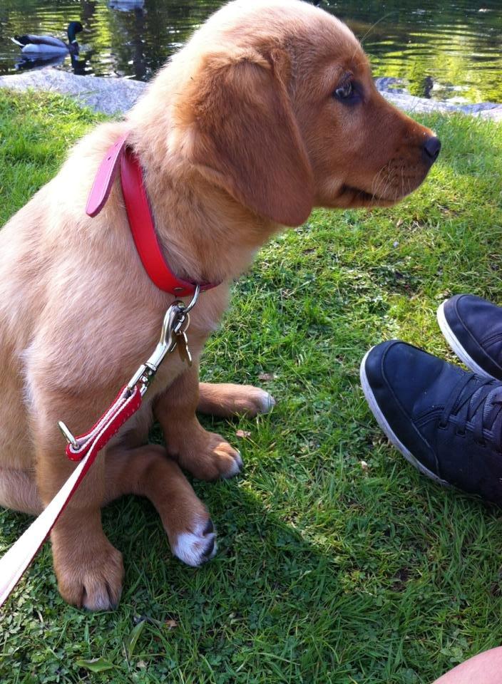 Blanding af racer Marley. - Hendes første gå tur i snor! Befandt os nede i anlægget struer.  billede 4