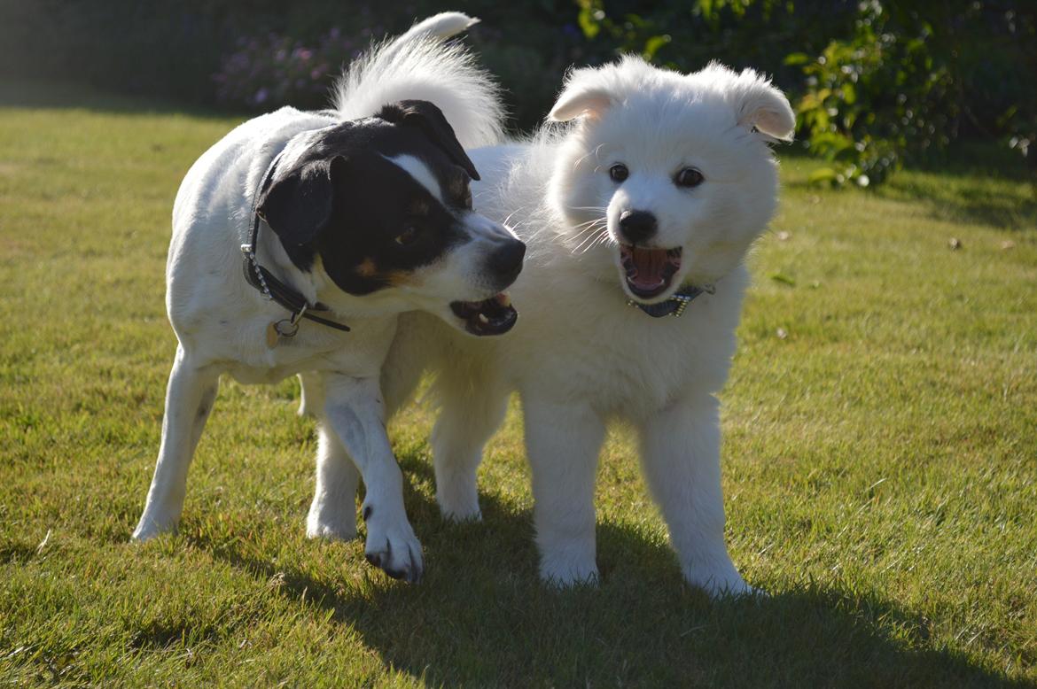 Dansk svensk gaardhund Frida - Jeg har fået en ny legekammerat, Milo <3 billede 14