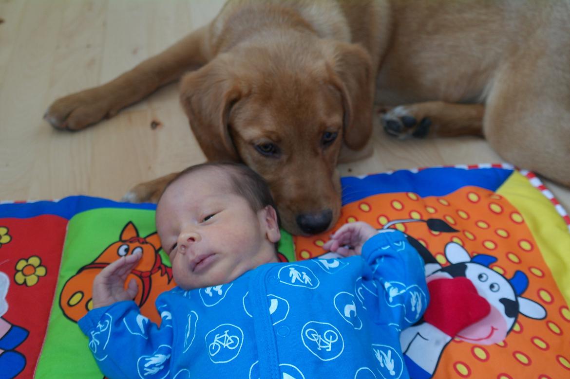 Blanding af racer Marley. - Første gang hun måtte snuse sig Jamie. Allerede der, vidste vi hun ville blive en fantastisk storsøster og en perfekt ven.  billede 5