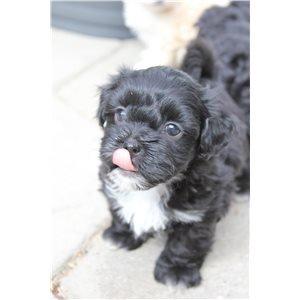 Blanding af racer | Fie - Velkommen til :)
Læg gerne en kommentar :) billede 1