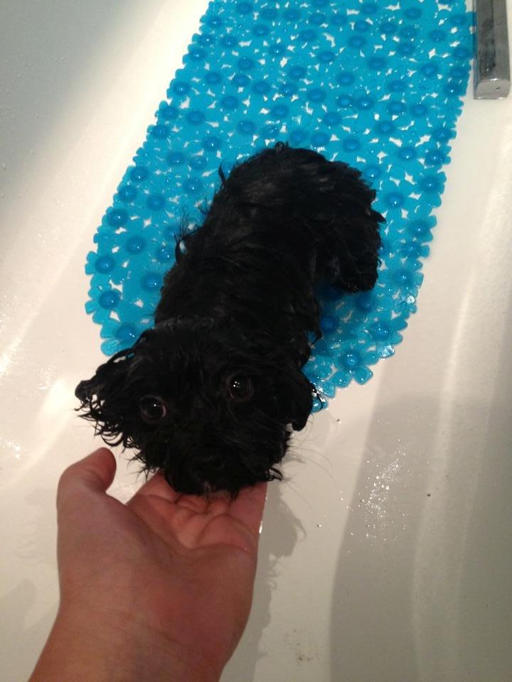 Blanding af racer | Fie - Se lige de store øjne :) Vi skal lige vænne os til at komme i bad :P billede 3