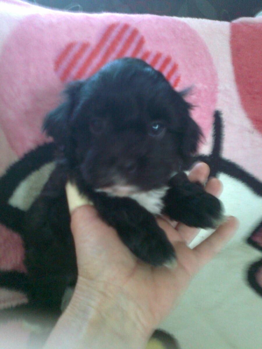 Blanding af racer | Fie billede 4