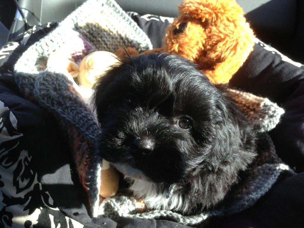 Blanding af racer | Fie billede 5