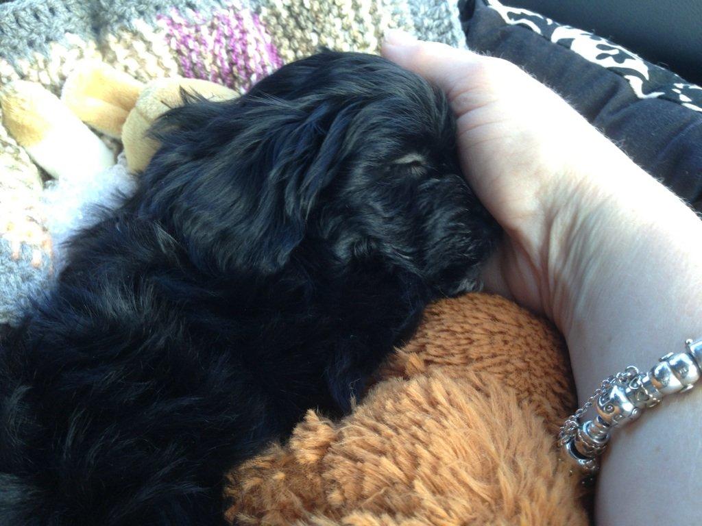 Blanding af racer | Fie billede 6