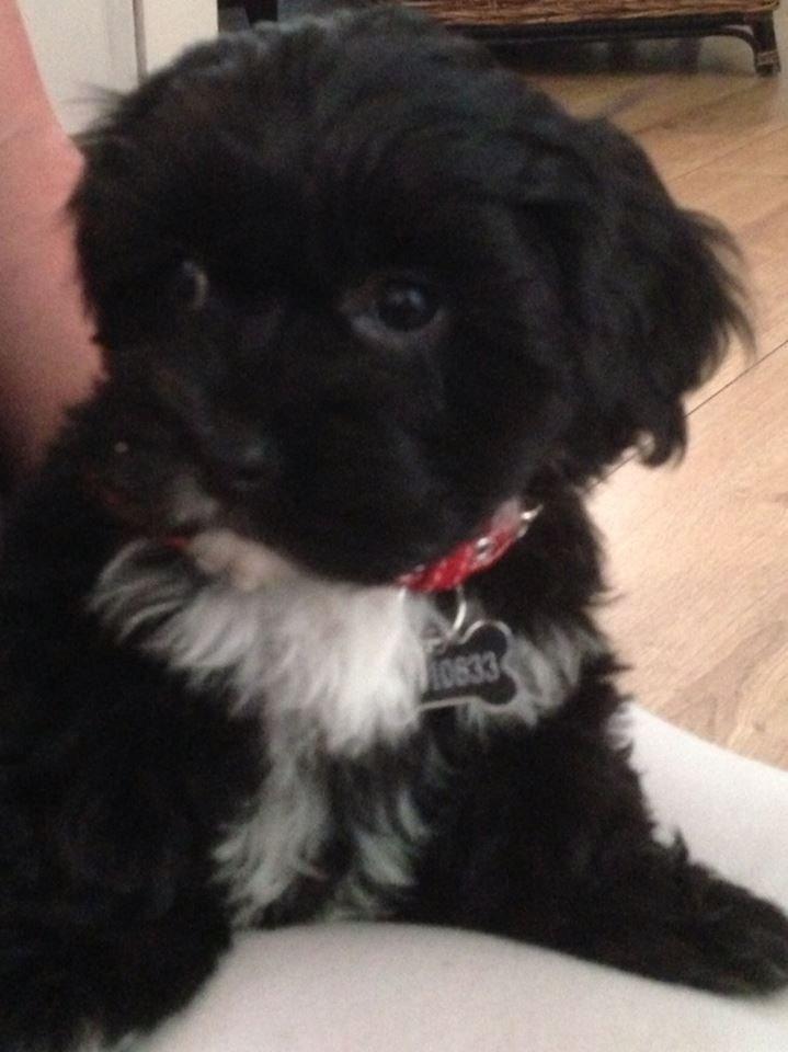 Blanding af racer | Fie billede 7