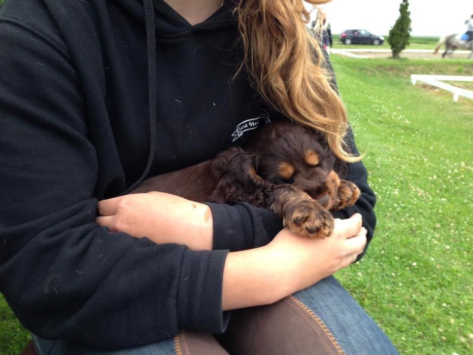 Cocker spaniel | Bailey - Første gang jeg så ham :) 6 uger gammel tror jeg :) billede 3