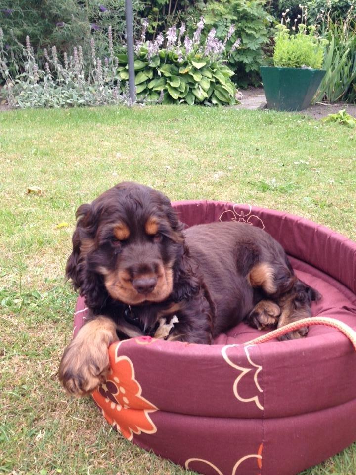 Cocker spaniel | Bailey billede 6