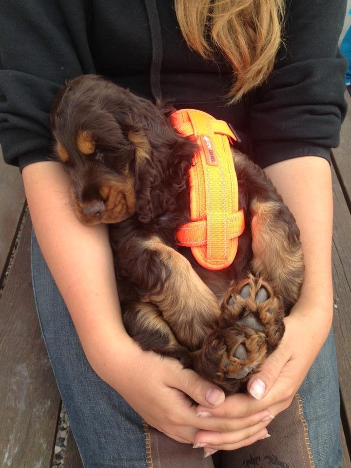 Cocker spaniel | Bailey billede 7