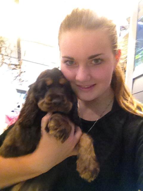 Cocker spaniel | Bailey - Med på arbejde i dyrebutikken :) billede 9