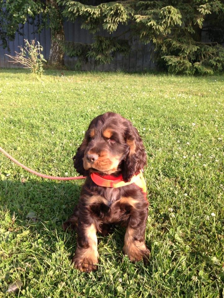 Cocker spaniel | Bailey - Med ude hos hestene :) Total cool vapse <3 billede 11