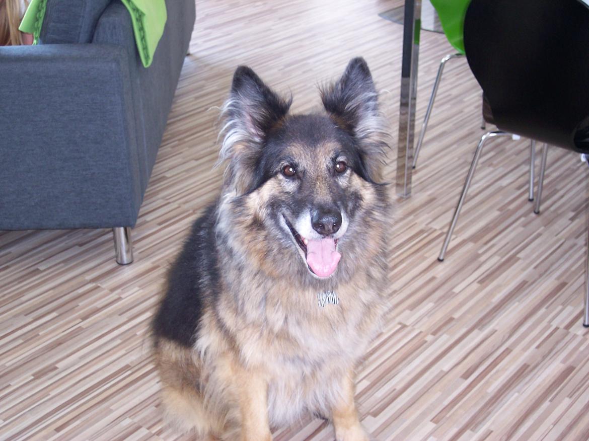 Schæferhund Sascha billede 1