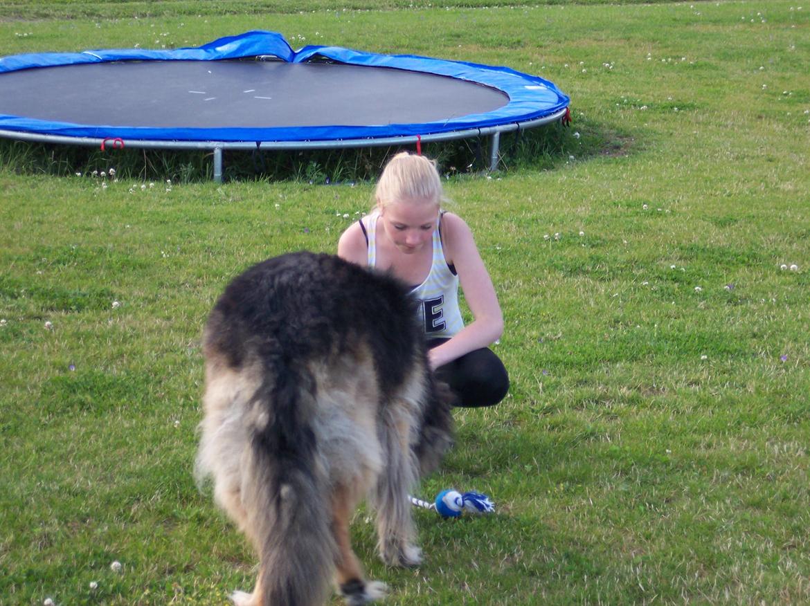 Schæferhund Sascha billede 2