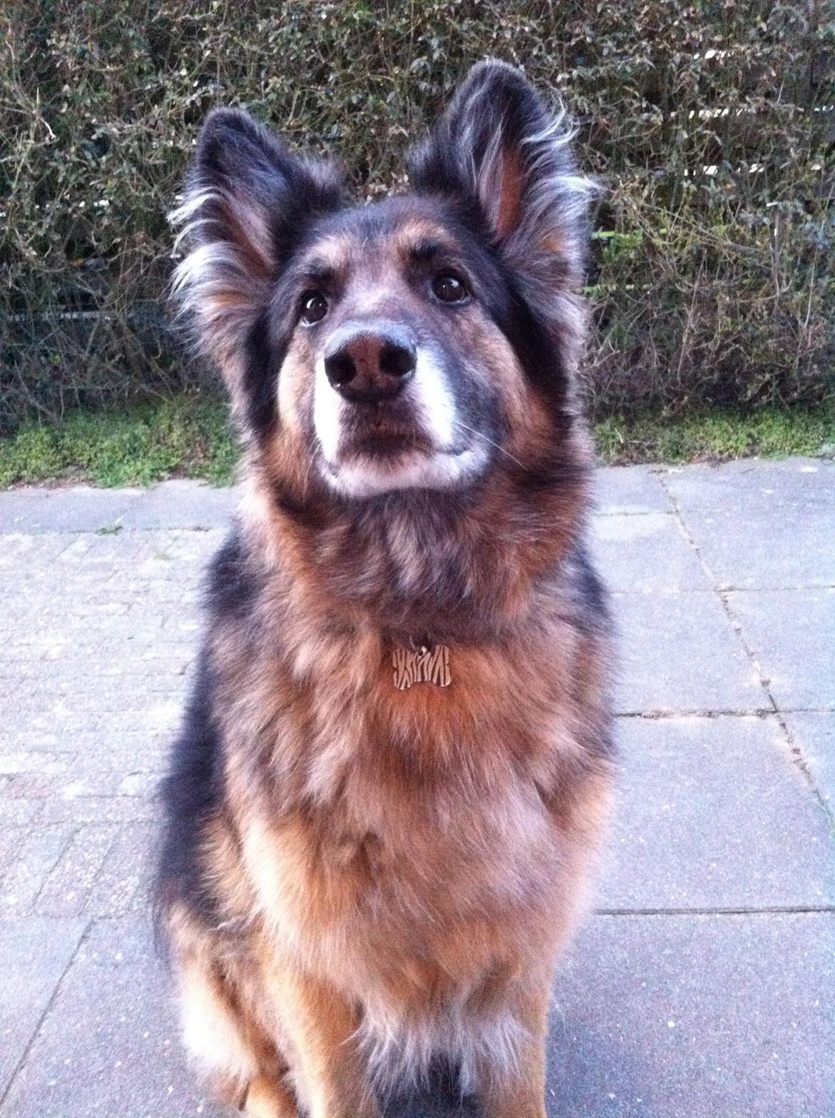 Schæferhund Sascha billede 3