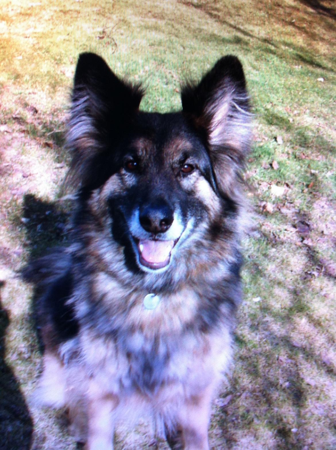 Schæferhund Sascha billede 4