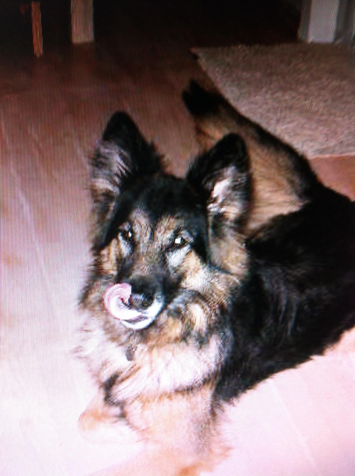 Schæferhund Sascha billede 5