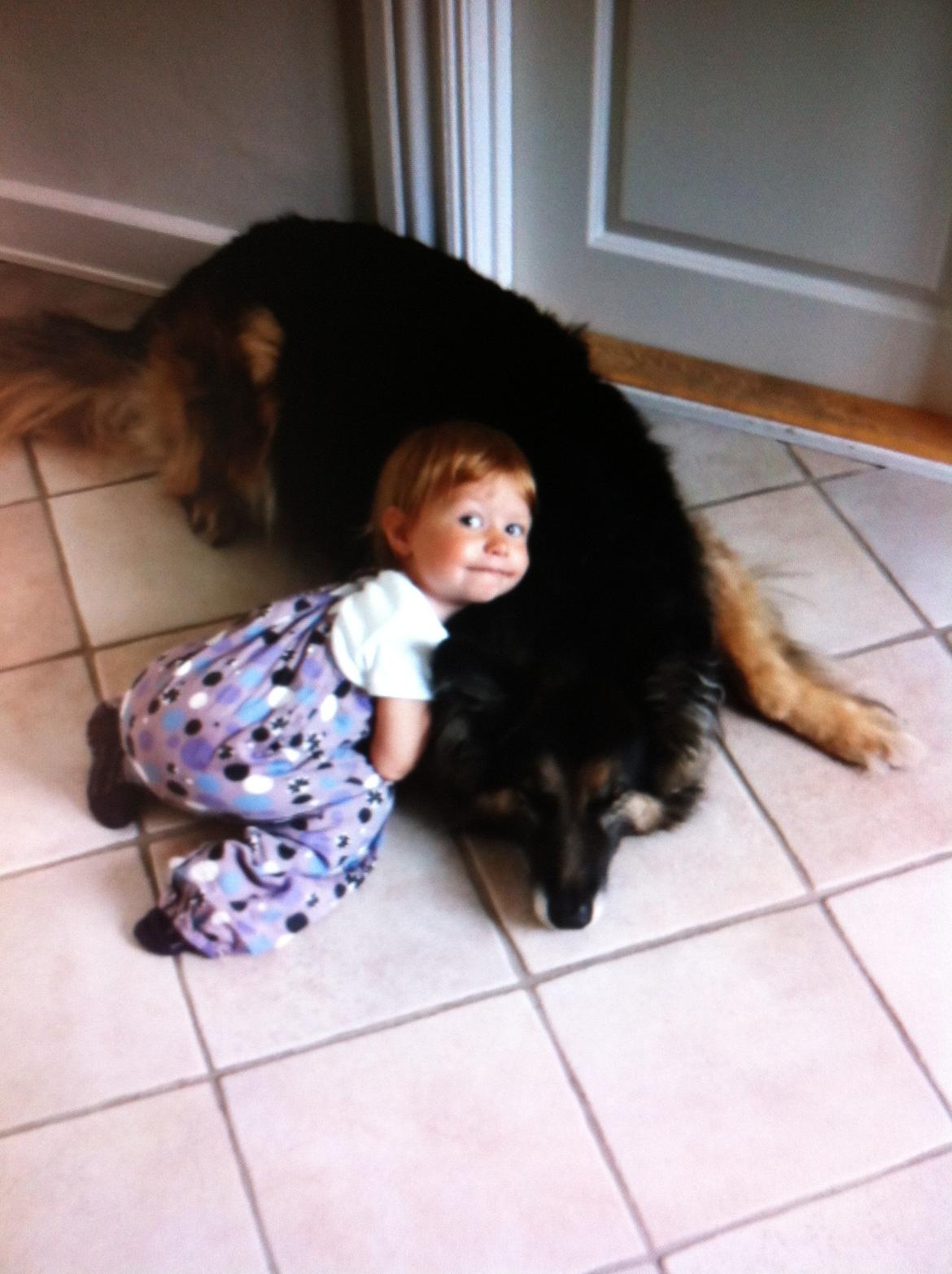 Schæferhund Sascha billede 6