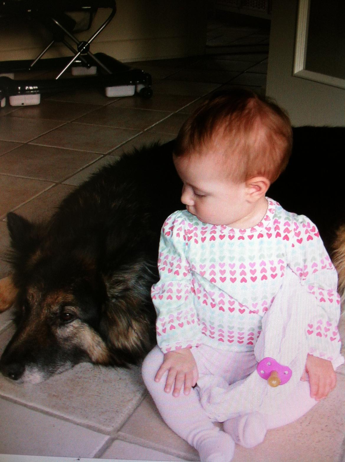 Schæferhund Sascha billede 7