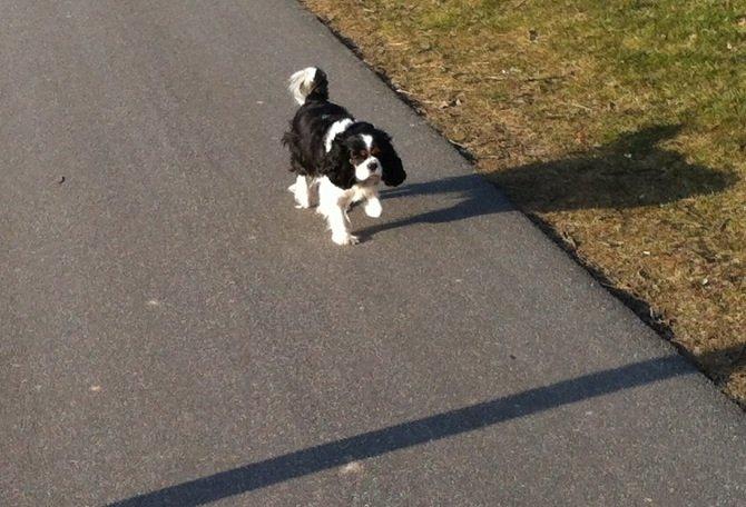 Cavalier king charles spaniel Trille billede 1