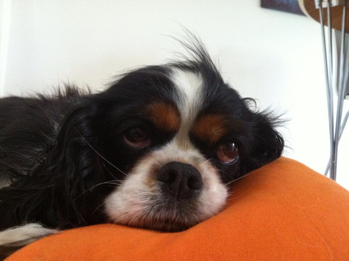 Cavalier king charles spaniel Trille billede 2