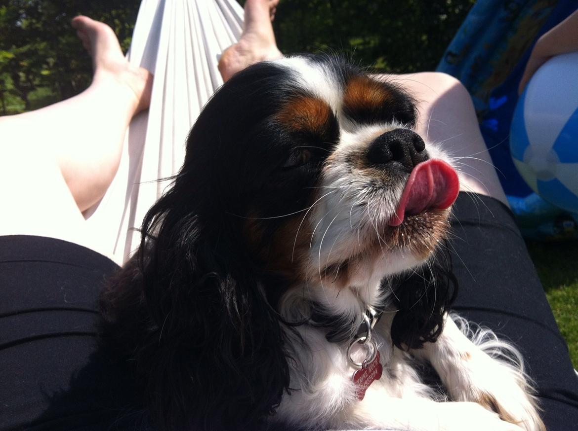 Cavalier king charles spaniel Trille billede 3