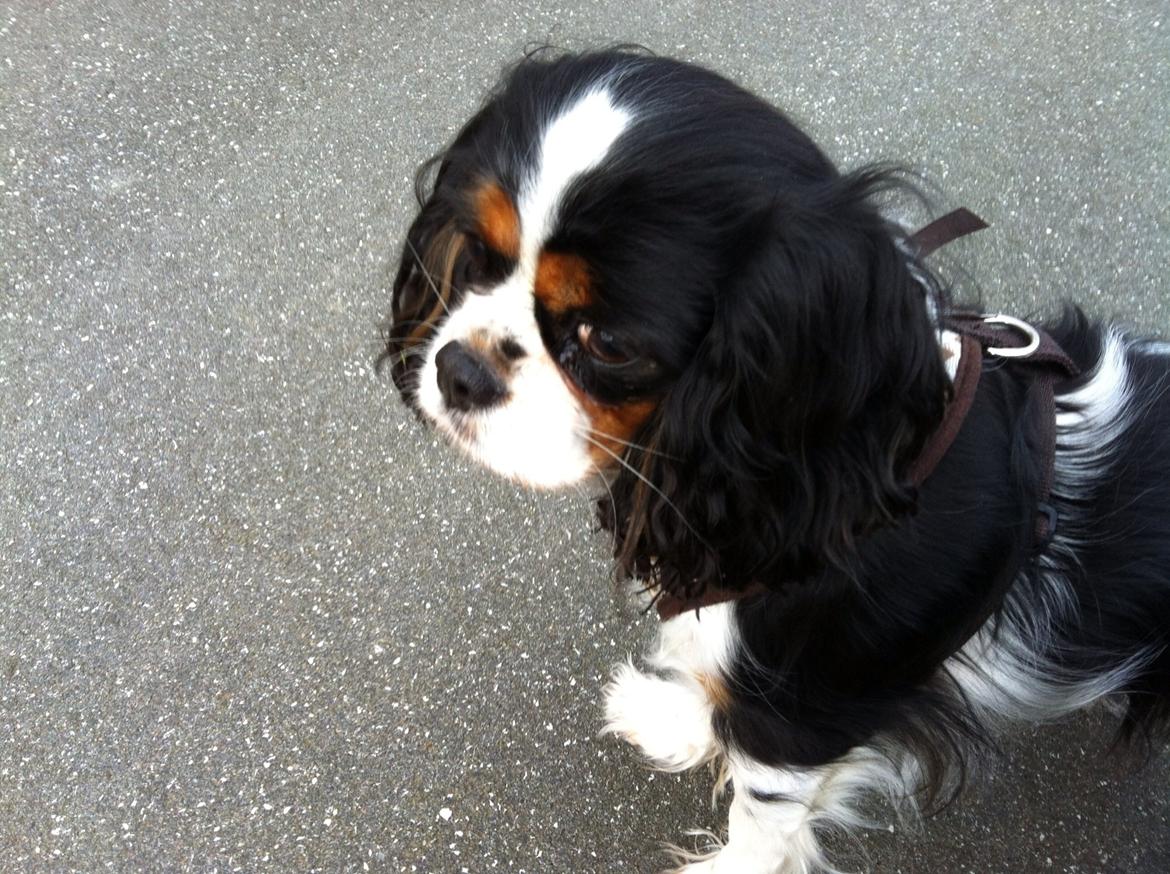 Cavalier king charles spaniel Trille billede 4