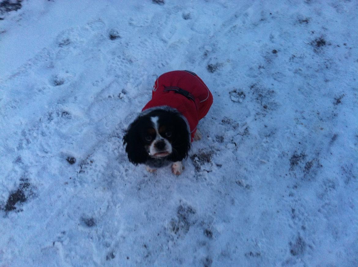 Cavalier king charles spaniel Trille billede 5