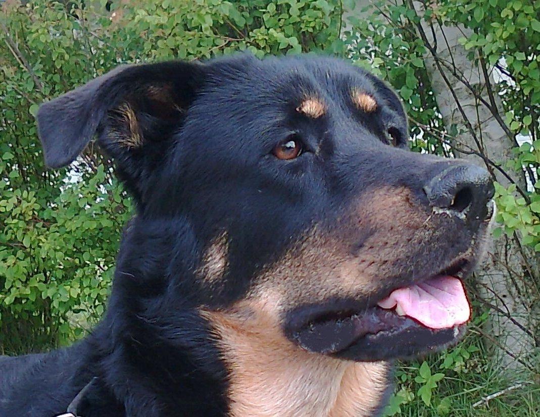 Blanding af racer Shiva - 18/7-2013 billede 16