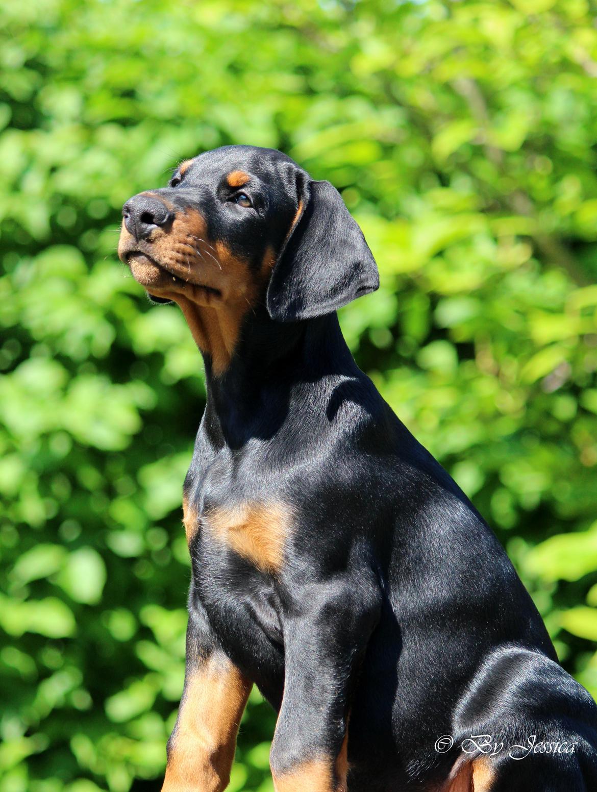 Dobermann Destiny´s Phoenix In The Spotlight aka Bentley billede 17