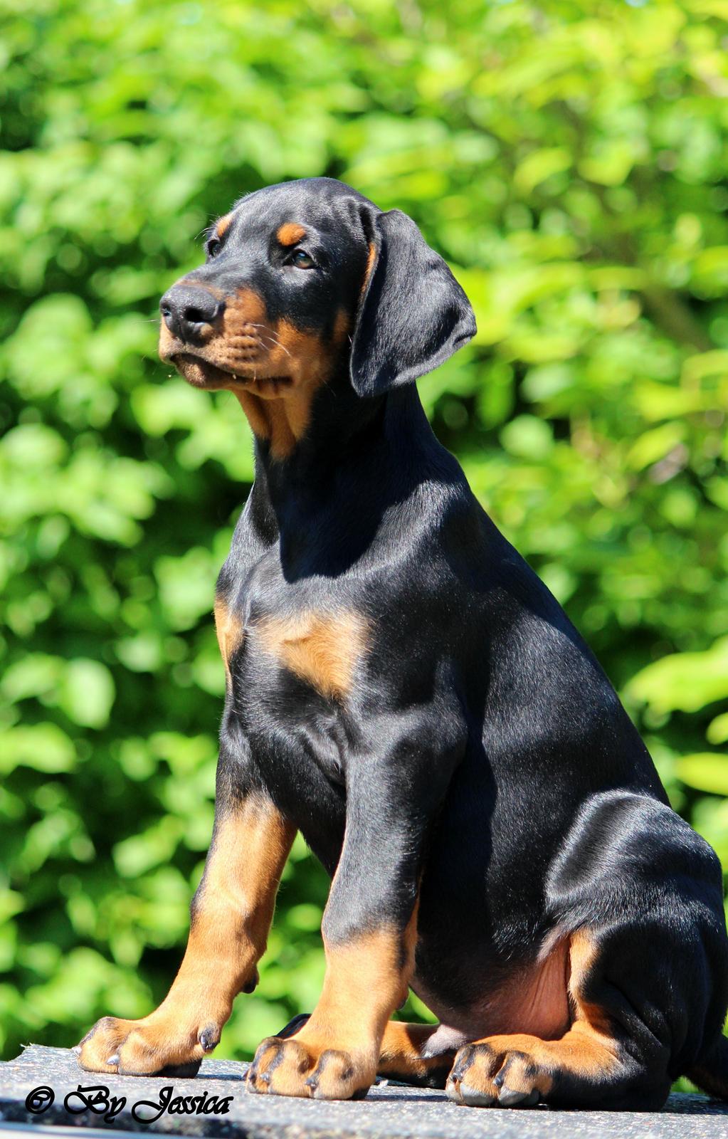 Dobermann Destiny´s Phoenix In The Spotlight aka Bentley billede 18
