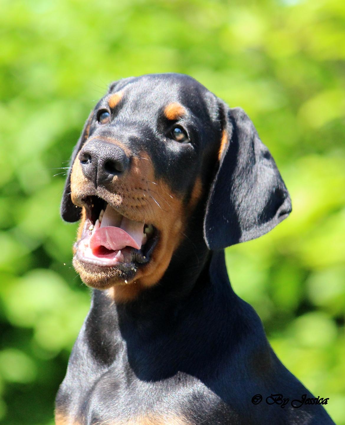 Dobermann Destiny´s Phoenix In The Spotlight aka Bentley billede 20