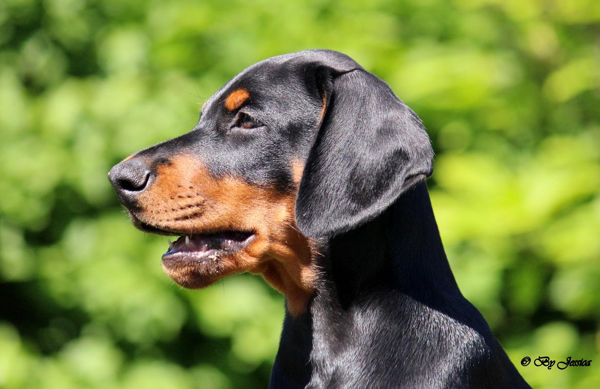 Dobermann Destiny´s Phoenix In The Spotlight aka Bentley billede 21
