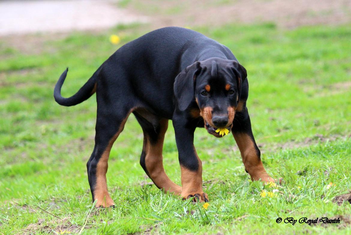 Dobermann Destiny´s Phoenix In The Spotlight aka Bentley billede 22