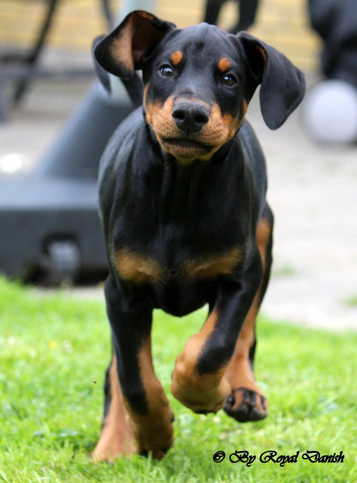 Dobermann Destiny´s Phoenix In The Spotlight aka Bentley billede 23