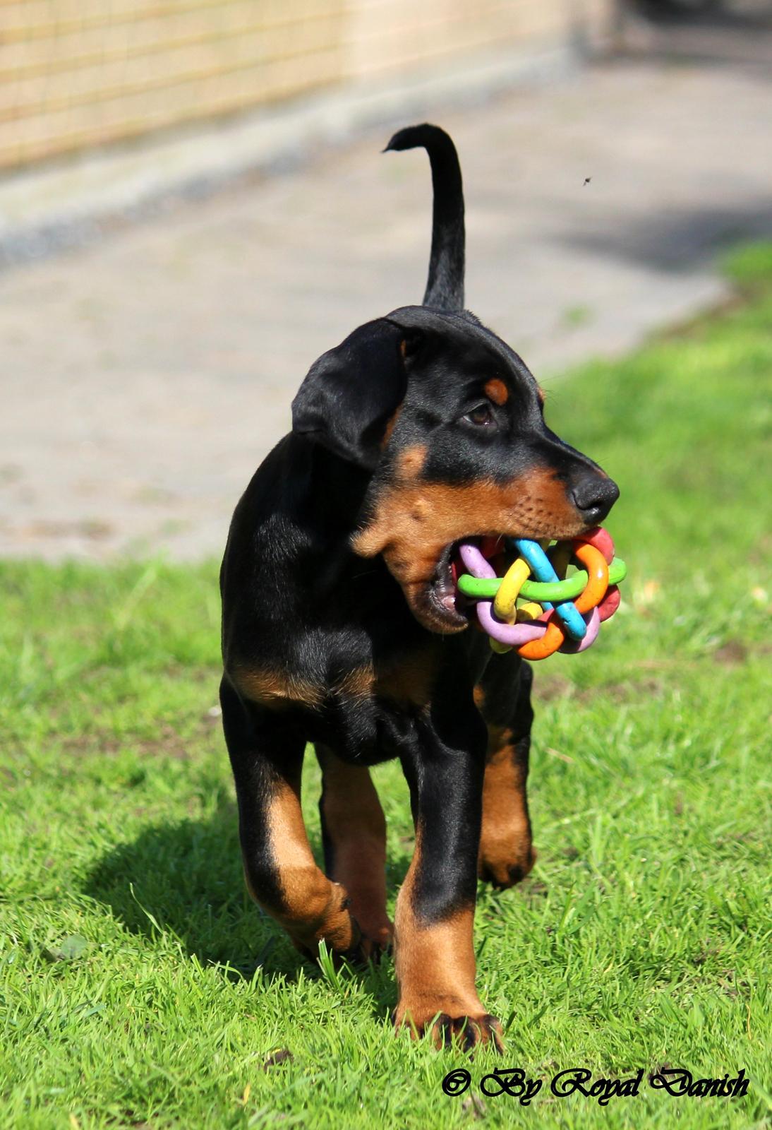 Dobermann Destiny´s Phoenix In The Spotlight aka Bentley billede 24
