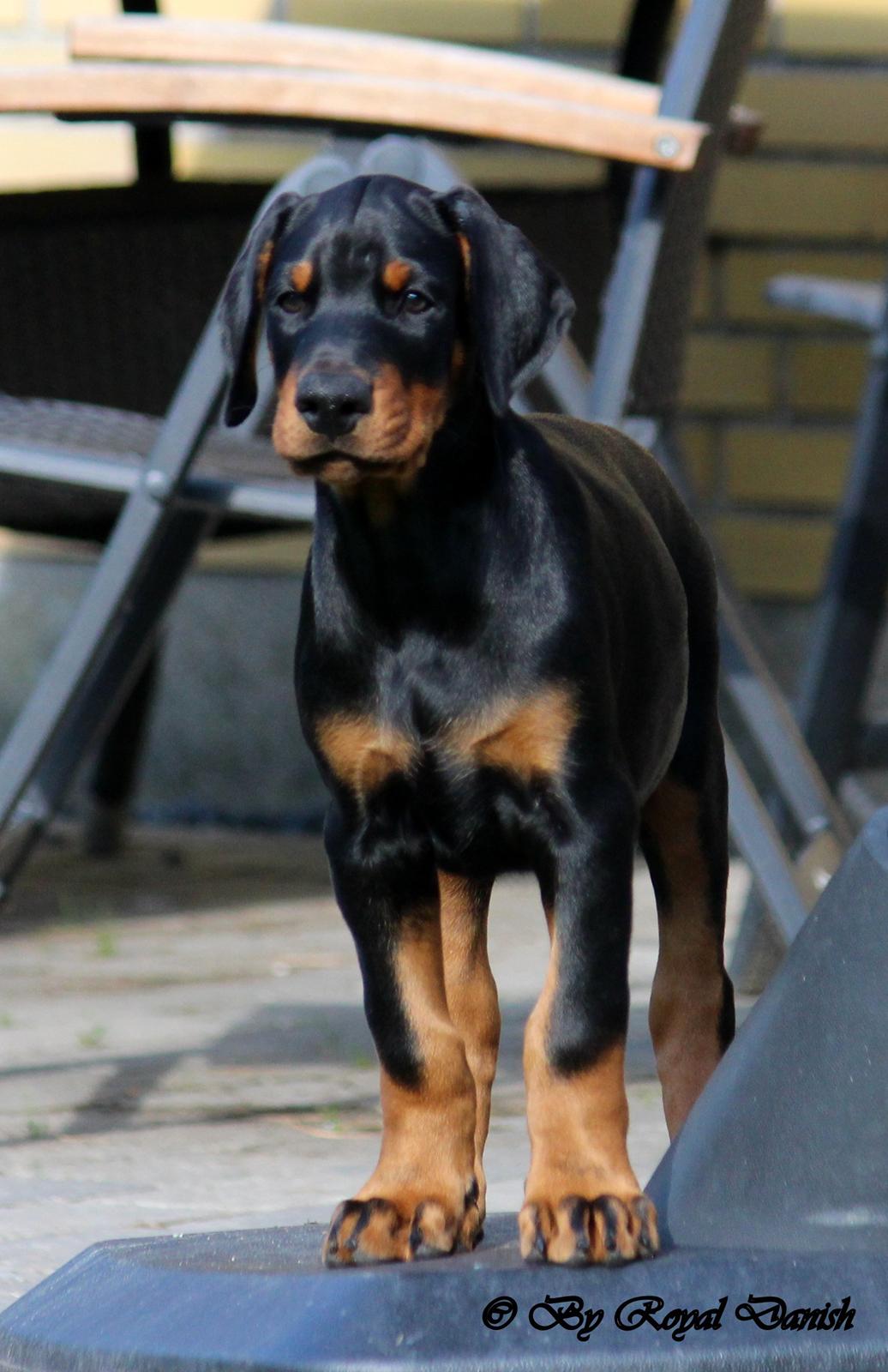 Dobermann Destiny´s Phoenix In The Spotlight aka Bentley billede 25