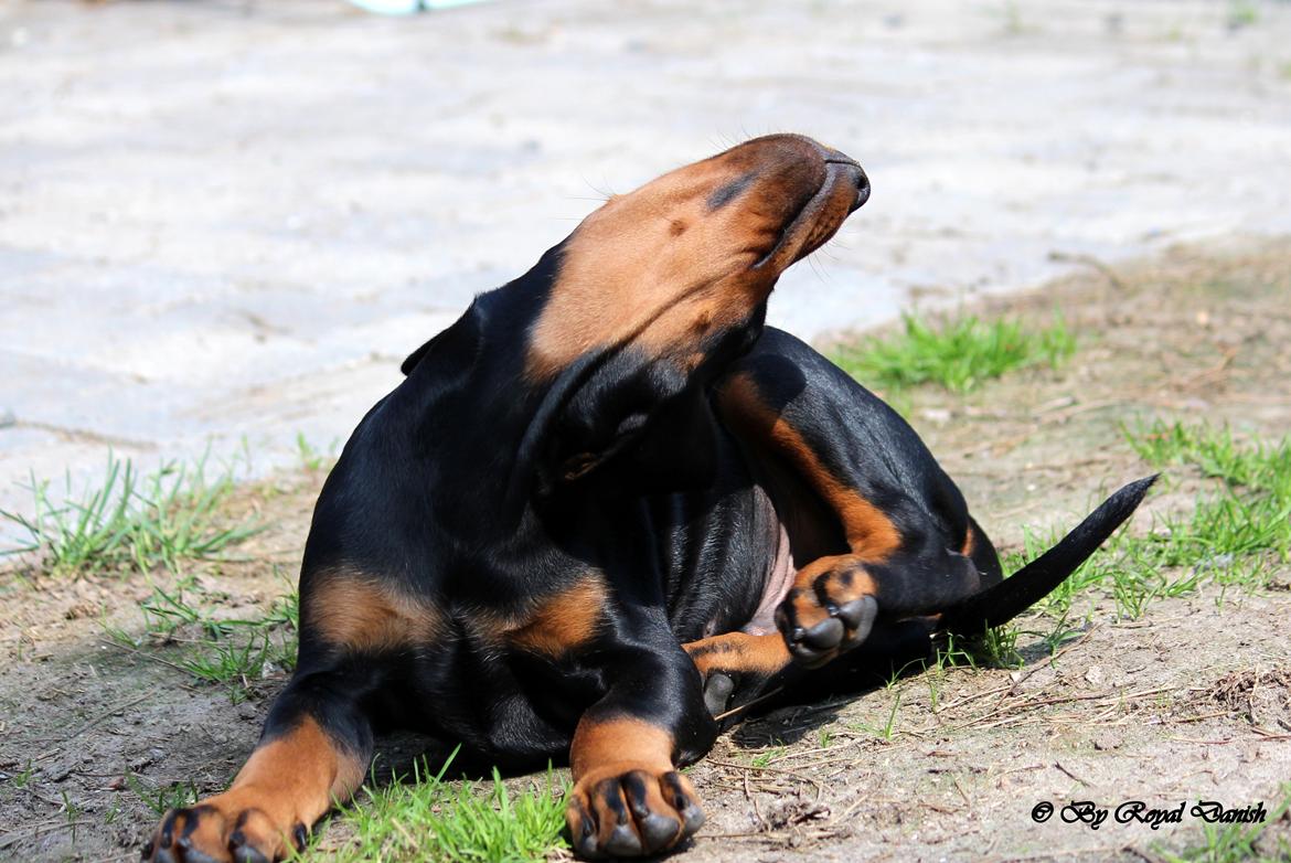 Dobermann Destiny´s Phoenix In The Spotlight aka Bentley billede 26