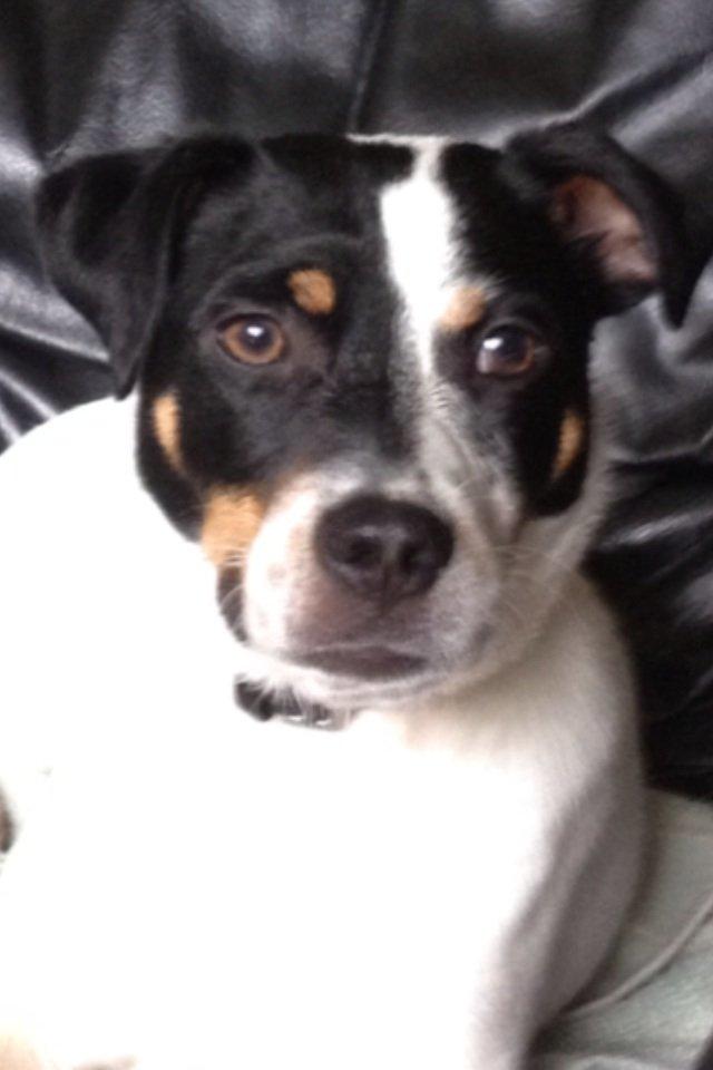 Dansk svensk gaardhund Diesel Constantine  billede 8