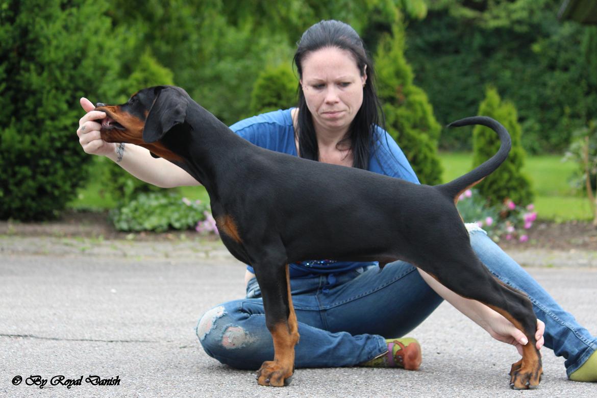 Dobermann Destiny´s Phoenix In The Spotlight aka Bentley billede 27