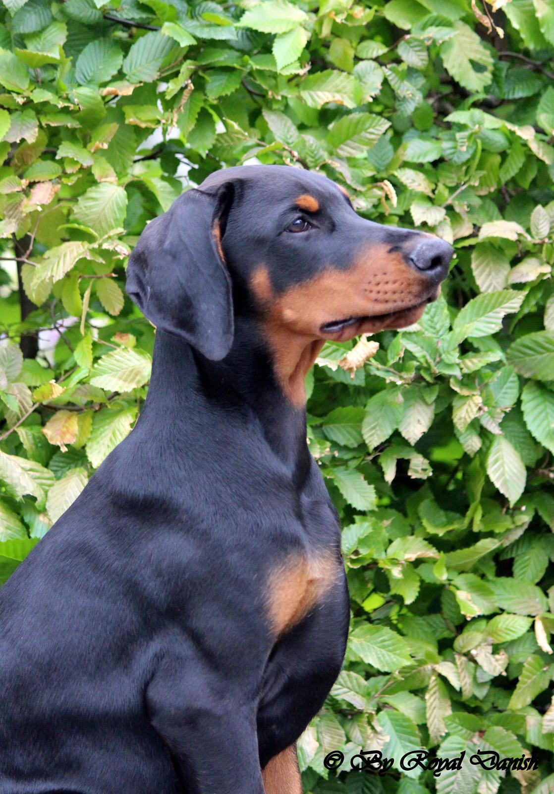 Dobermann Destiny´s Phoenix In The Spotlight aka Bentley billede 28