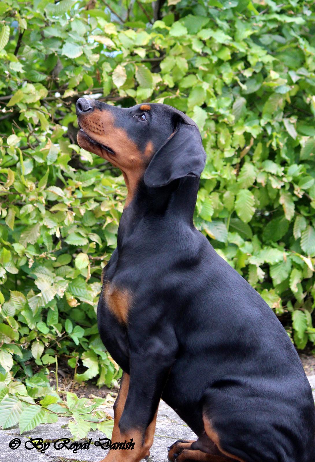 Dobermann Destiny´s Phoenix In The Spotlight aka Bentley billede 29