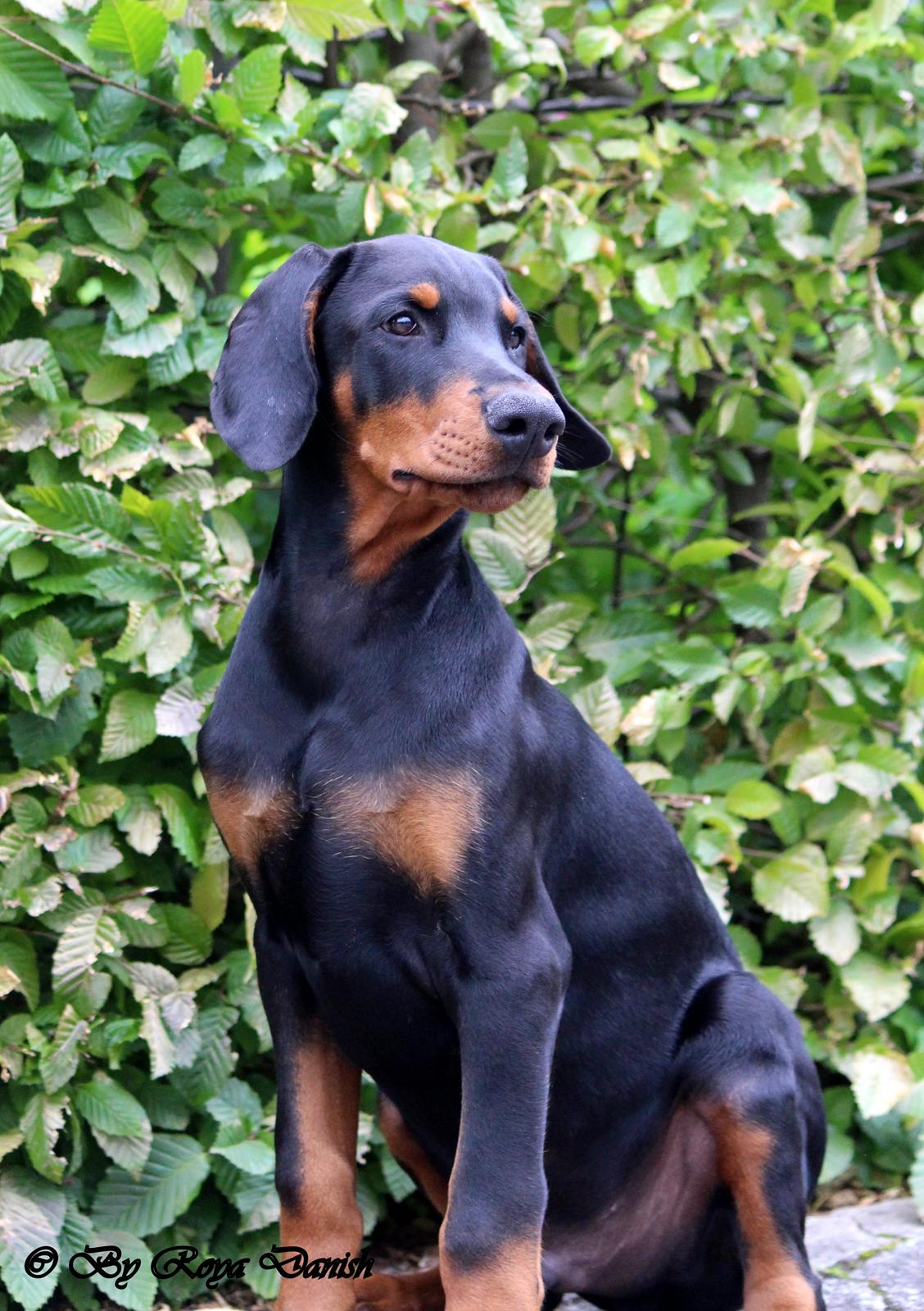 Dobermann Destiny´s Phoenix In The Spotlight aka Bentley billede 30