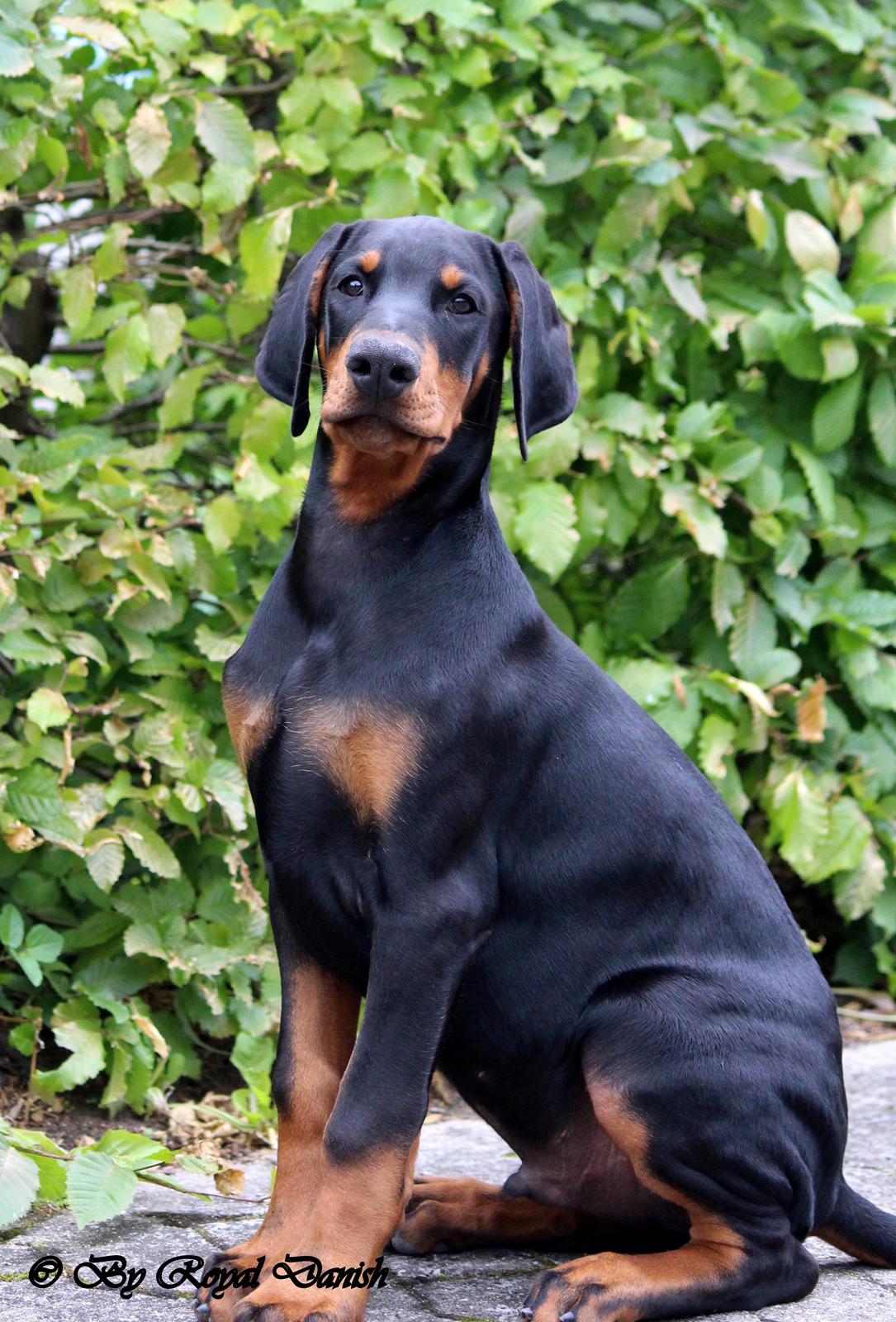 Dobermann Destiny´s Phoenix In The Spotlight aka Bentley billede 31