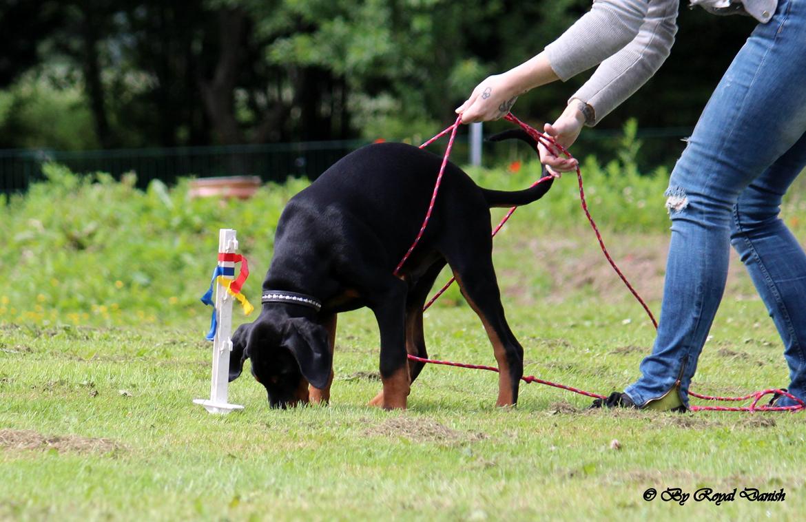 Dobermann Destiny´s Phoenix In The Spotlight aka Bentley billede 32
