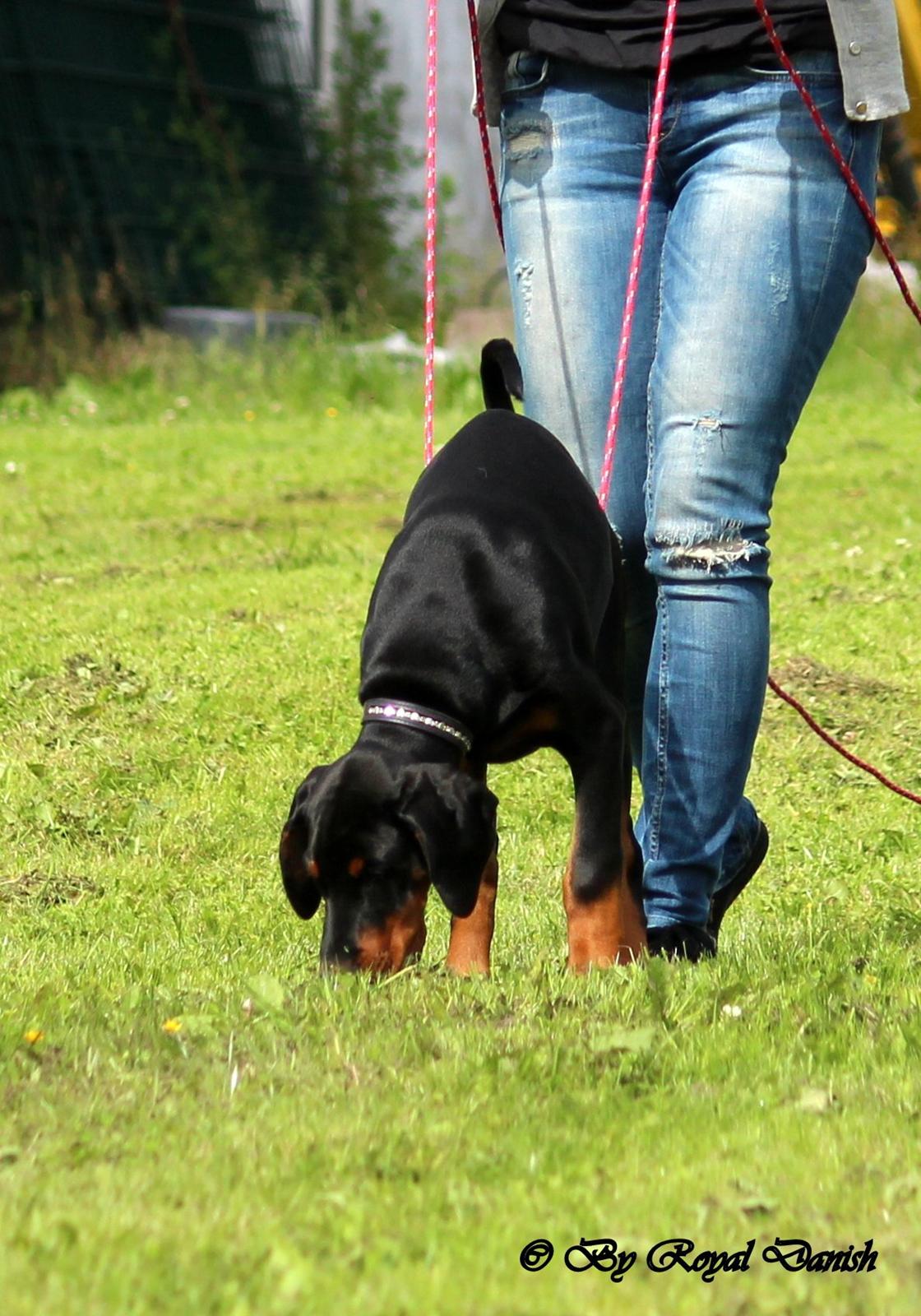 Dobermann Destiny´s Phoenix In The Spotlight aka Bentley billede 33