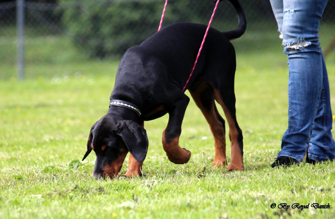 Dobermann Destiny´s Phoenix In The Spotlight aka Bentley billede 34