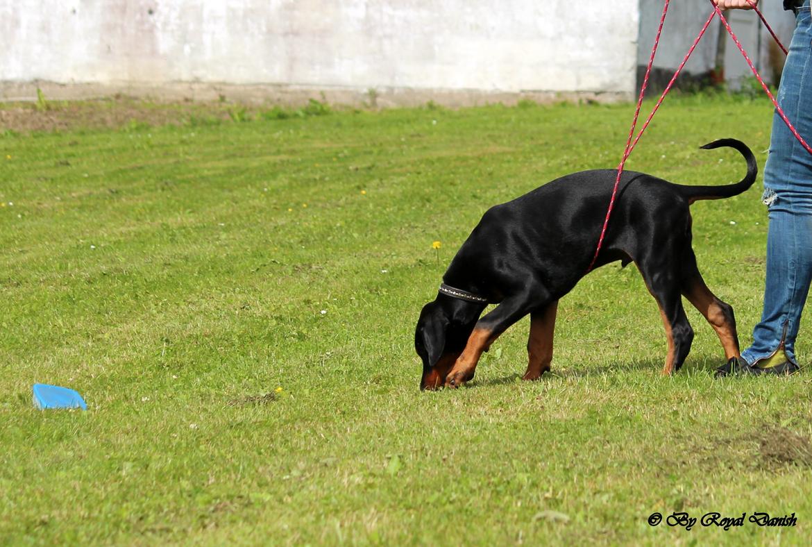 Dobermann Destiny´s Phoenix In The Spotlight aka Bentley billede 35