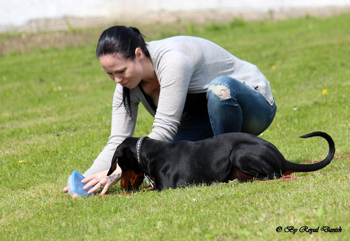 Dobermann Destiny´s Phoenix In The Spotlight aka Bentley billede 36