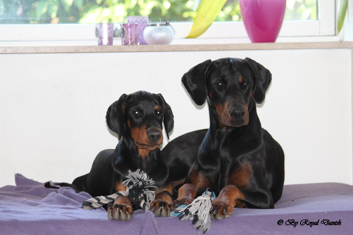 Dobermann Destiny´s Phoenix In The Spotlight aka Bentley billede 37