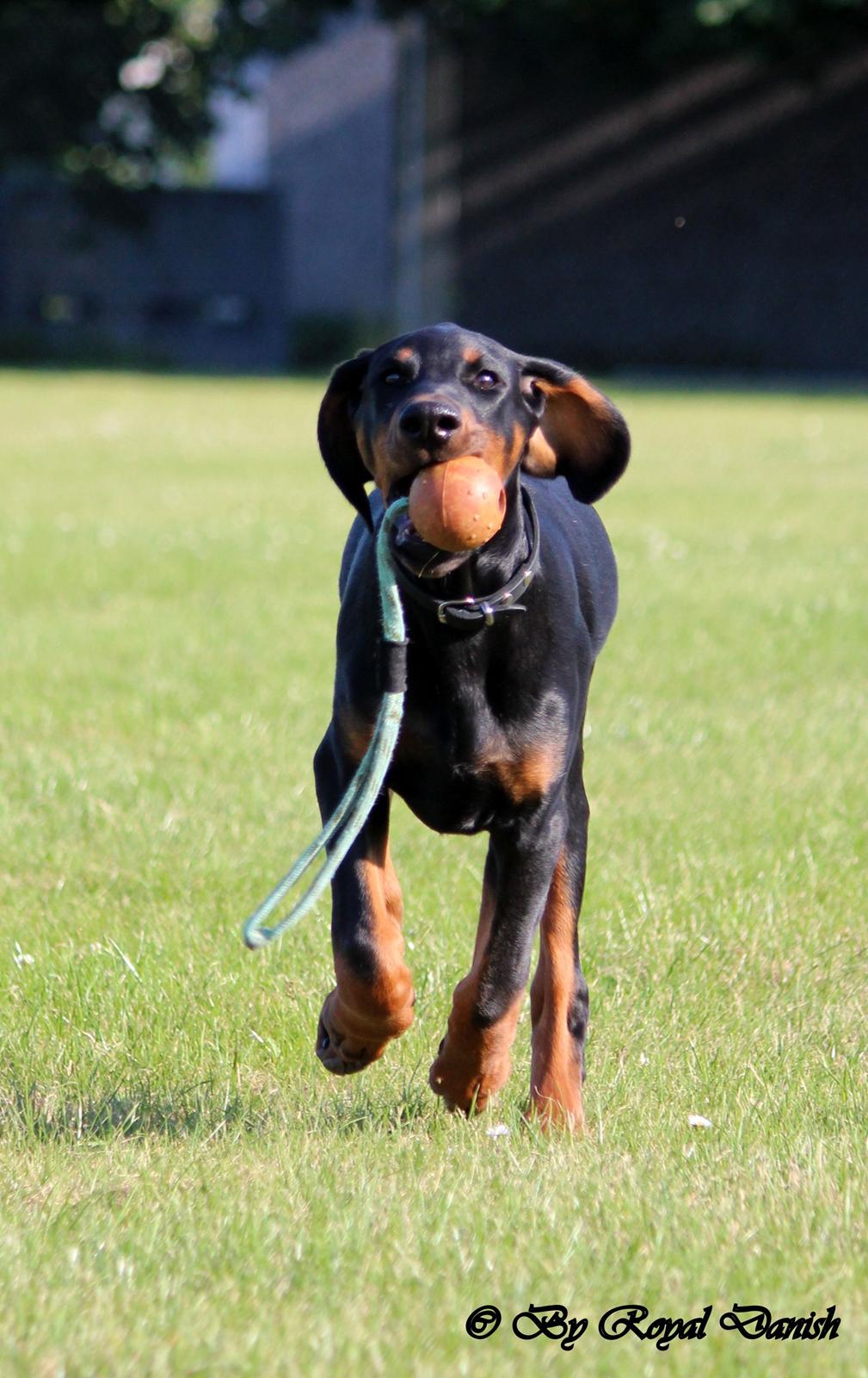 Dobermann Destiny´s Phoenix Invisible Touch aka Viper billede 12
