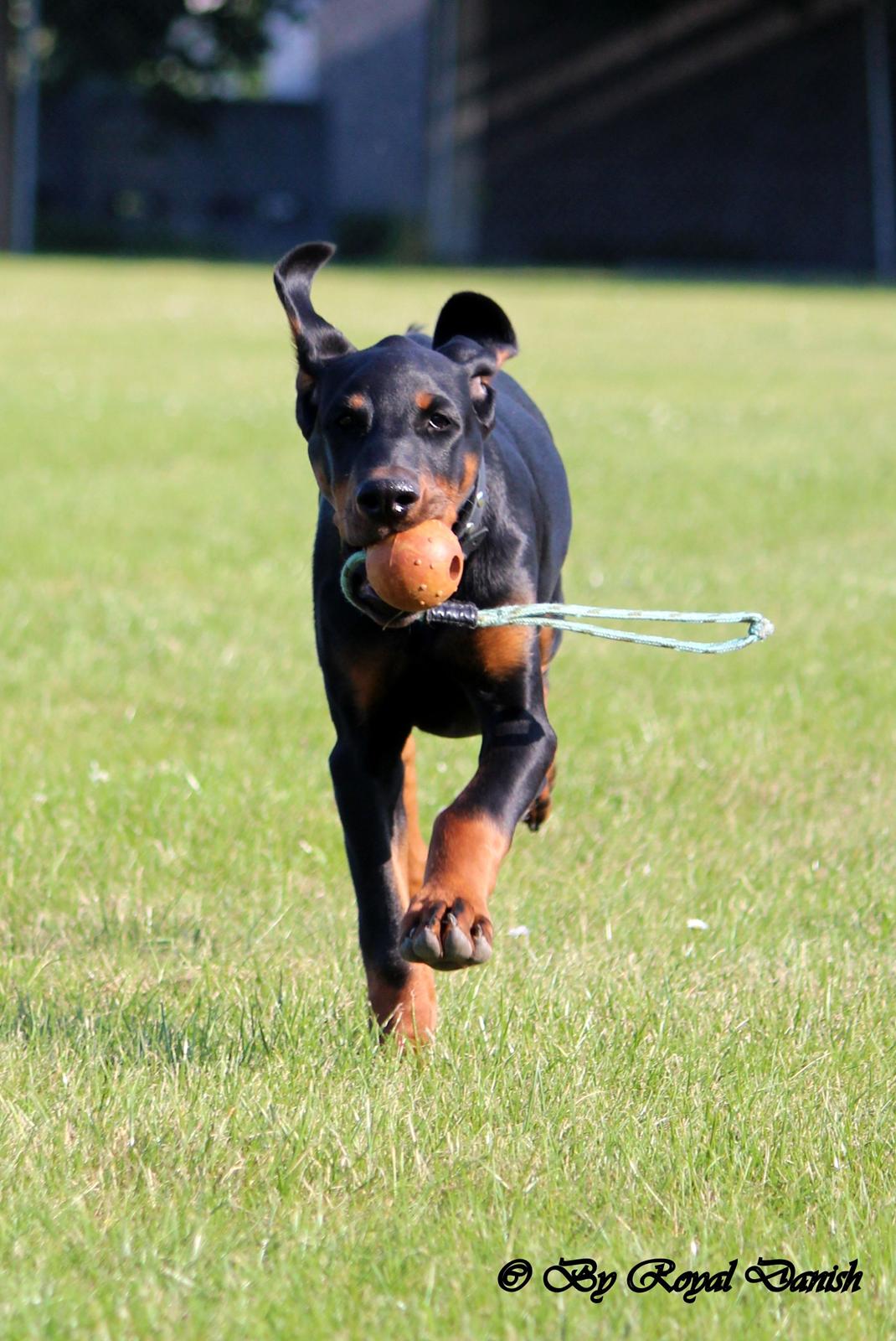 Dobermann Destiny´s Phoenix Invisible Touch aka Viper billede 13